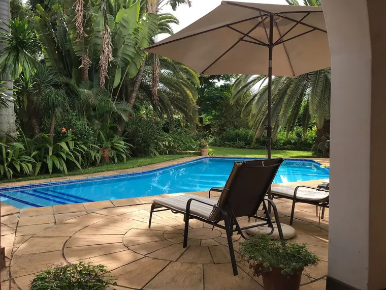 Poolside loungers beneath the palms